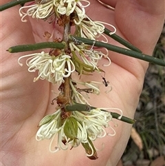 Hakea teretifolia at Lake Conjola, NSW - 26 Nov 2024 12:40 PM