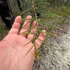 Hakea teretifolia at Lake Conjola, NSW - 26 Nov 2024 12:40 PM