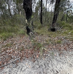 Hakea teretifolia at Lake Conjola, NSW - 26 Nov 2024 12:40 PM