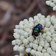 Calliphoridae (family) (Unidentified blowfly) at Kingsdale, NSW - 25 Nov 2024 by trevorpreston