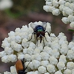 Calliphoridae (family) at Kingsdale, NSW - 25 Nov 2024