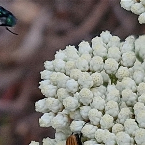 Calliphoridae (family) at Kingsdale, NSW - 25 Nov 2024