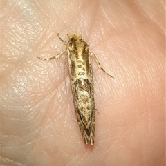 Moerarchis inconcisella (A tineid moth) at Goulburn, NSW - 23 Nov 2024 by glbn1