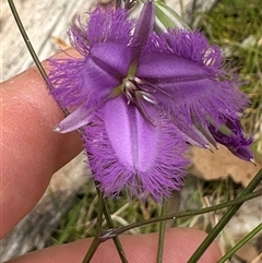 Thysanotus juncifolius (Branching Fringe Lily) at Lake Conjola, NSW - 26 Nov 2024 by lbradley