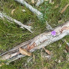 Thysanotus juncifolius at Lake Conjola, NSW - 26 Nov 2024 12:46 PM