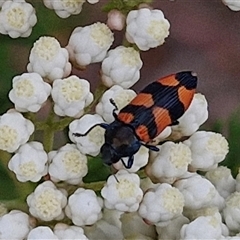 Castiarina kershawi (A jewel beetle) at Kingsdale, NSW - 25 Nov 2024 by trevorpreston