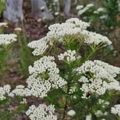 Ozothamnus diosmifolius (Rice Flower, White Dogwood, Sago Bush) at Kingsdale, NSW - 25 Nov 2024 by trevorpreston