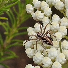 Oxyopes sp. (genus) (Lynx spider) at Kingsdale, NSW - 25 Nov 2024 by trevorpreston