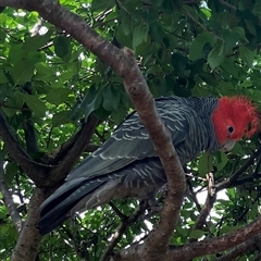 Callocephalon fimbriatum (Gang-gang Cockatoo) at Pindimar, NSW - 25 Nov 2024 by Nangala