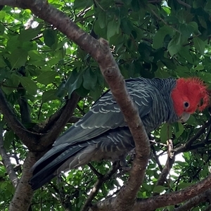 Callocephalon fimbriatum (Gang-gang Cockatoo) at Pindimar, NSW by Nangala