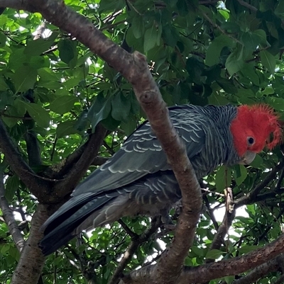 Callocephalon fimbriatum (Gang-gang Cockatoo) at Pindimar, NSW - 25 Nov 2024 by Nangala