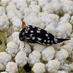 Mordella dumbrelli (Dumbrell's Pintail Beetle) at Kingsdale, NSW - 25 Nov 2024 by trevorpreston