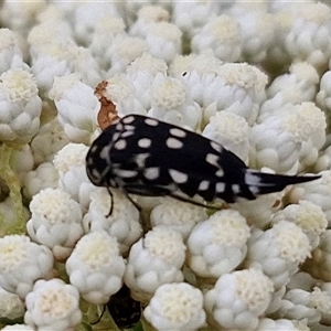 Mordella dumbrelli (Dumbrell's Pintail Beetle) at Kingsdale, NSW by trevorpreston