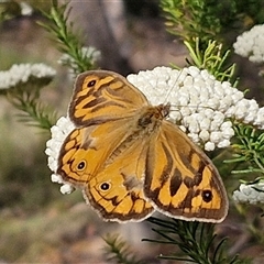 Heteronympha merope (Common Brown Butterfly) at Kingsdale, NSW - 25 Nov 2024 by trevorpreston