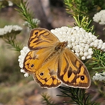 Heteronympha merope (Common Brown Butterfly) at Kingsdale, NSW - 25 Nov 2024 by trevorpreston