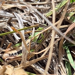 Praxibulus sp. (genus) at Bungendore, NSW - 26 Nov 2024 by clarehoneydove