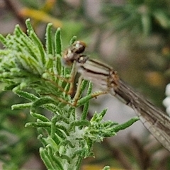 Xanthagrion erythroneurum at Kingsdale, NSW - 25 Nov 2024 08:30 AM