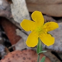 Hypericum gramineum (Small St Johns Wort) at Kingsdale, NSW - 25 Nov 2024 by trevorpreston