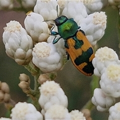 Castiarina hilaris (A jewel beetle) at Kingsdale, NSW - 25 Nov 2024 by trevorpreston