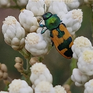 Castiarina hilaris at Kingsdale, NSW - 25 Nov 2024