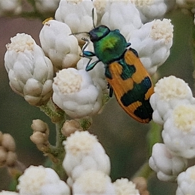 Castiarina hilaris (A jewel beetle) at Kingsdale, NSW - 24 Nov 2024 by trevorpreston