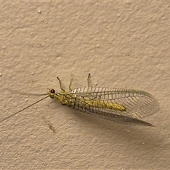 Calochrysa extranea (A green lacewing) at Bungendore, NSW - 26 Nov 2024 by clarehoneydove