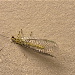 Calochrysa extranea at Bungendore, NSW - suppressed