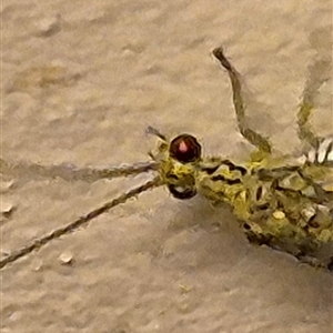 Calochrysa extranea at Bungendore, NSW - suppressed