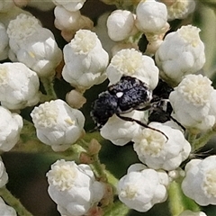 Microvalgus sp. (genus) (Flower scarab) at Kingsdale, NSW - 25 Nov 2024 by trevorpreston