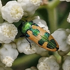 Castiarina hilaris (A jewel beetle) at Kingsdale, NSW - 25 Nov 2024 by trevorpreston