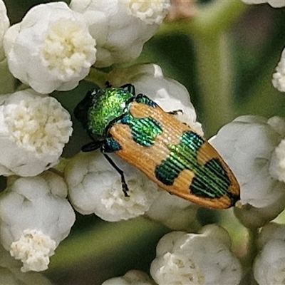 Castiarina hilaris (A jewel beetle) at Kingsdale, NSW - 24 Nov 2024 by trevorpreston