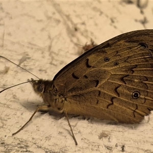 Heteronympha merope at Bungendore, NSW - 26 Nov 2024