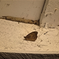 Heteronympha merope at Bungendore, NSW - 26 Nov 2024