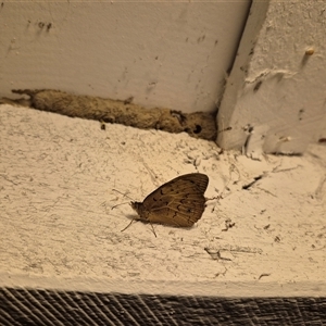 Heteronympha merope at Bungendore, NSW - suppressed