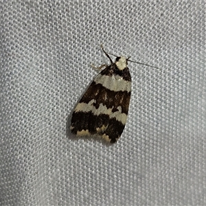 Halone sejuncta at Braidwood, NSW - 25 Nov 2024 09:43 PM