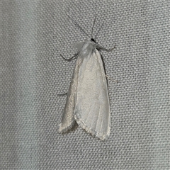 Tipanaea patulella (The White Crambid moth) at Braidwood, NSW - 25 Nov 2024 by MatthewFrawley