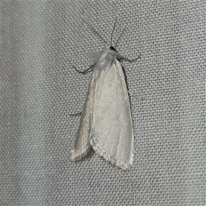 Tipanaea patulella at Braidwood, NSW - 25 Nov 2024