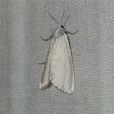 Tipanaea patulella (A Crambid moth) at Braidwood, NSW - 25 Nov 2024 by MatthewFrawley