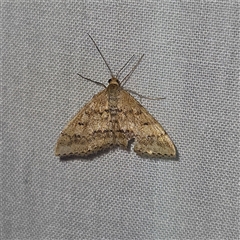 Scopula rubraria (Reddish Wave, Plantain Moth) at Braidwood, NSW - 25 Nov 2024 by MatthewFrawley