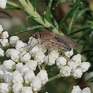 Anabarhynchus sp. (genus) (Stiletto Fly (Sub-family Therevinae)) at Kingsdale, NSW by trevorpreston