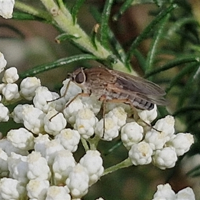 Anabarhynchus sp. (genus) (Stiletto Fly (Sub-family Therevinae)) at Kingsdale, NSW - 25 Nov 2024 by trevorpreston