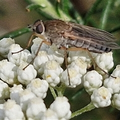 Anabarhynchus sp. (genus) at Kingsdale, NSW - 25 Nov 2024