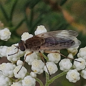 Anabarhynchus sp. (genus) at Kingsdale, NSW - 25 Nov 2024