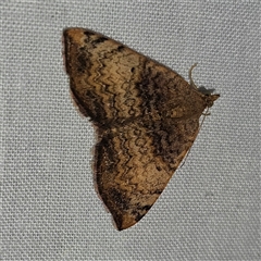 Chrysolarentia mecynata (Mecynata Carpet Moth) at Braidwood, NSW - 25 Nov 2024 by MatthewFrawley