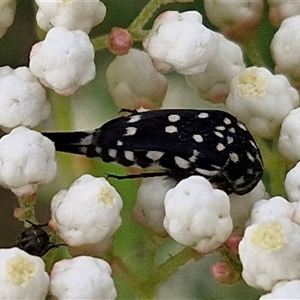 Mordella dumbrelli (Dumbrell's Pintail Beetle) at Kingsdale, NSW by trevorpreston