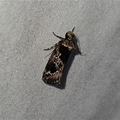 Barea consignatella (A concealer moth) at Braidwood, NSW - 25 Nov 2024 by MatthewFrawley