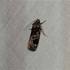 Barea consignatella at Braidwood, NSW - 25 Nov 2024 09:48 PM