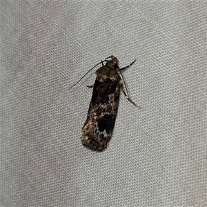 Barea consignatella at Braidwood, NSW - 25 Nov 2024 09:48 PM