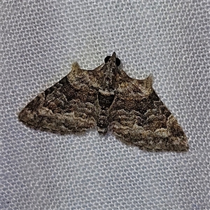 Phrissogonus laticostata at Braidwood, NSW - 25 Nov 2024