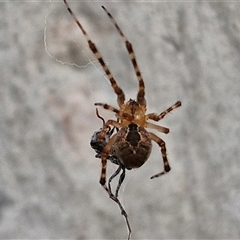 Theridiidae (family) at Kingsdale, NSW - 24 Nov 2024 by trevorpreston